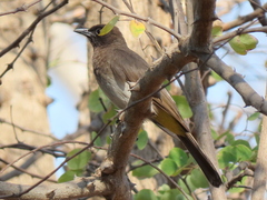Pycnonotus barbatus tricolor