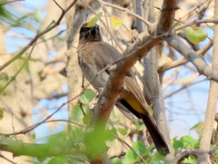 Pycnonotus barbatus tricolor
