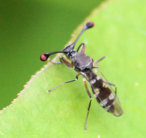 Diasemopsis varians · iNaturalist