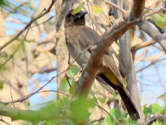 Pycnonotus barbatus tricolor