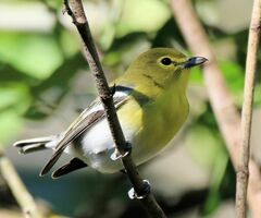 Vireo flavifrons