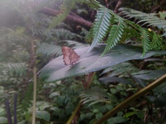 Satyrinae