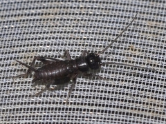 Gryllidae