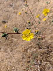 Calycadenia truncata