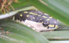 Hyperolius marmoratus