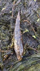 Proterorhinus semilunaris