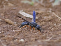 Anterhynchium rufipes
