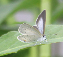 Eicochrysops hippocrates