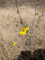 Calycadenia truncata