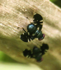 Seguyopiara apicalis