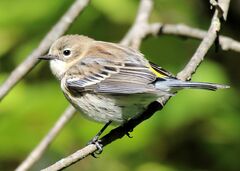 Setophaga coronata coronata