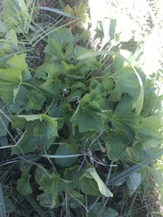 Arnoglossum reniforme