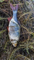 Scardinius erythrophthalmus