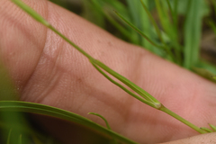 Eremogone capillaris