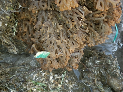 Alcyonidiidae