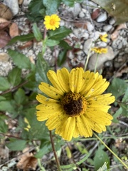 Thelesperma filifolium