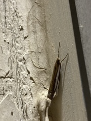 Crambus