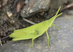 Atractomorpha similis