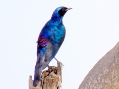 Lamprotornis australis