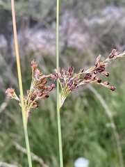 Juncus inflexus