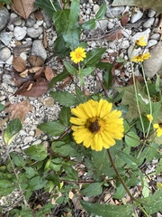 Thelesperma filifolium