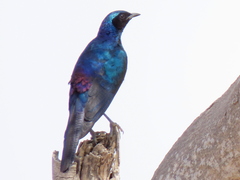 Lamprotornis australis
