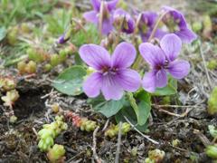 Viola hirta