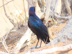 Lamprotornis australis