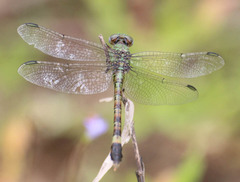 Paragomphus genei