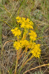 Sedum lanceolatum