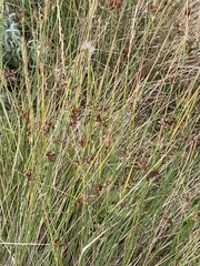 Juncus inflexus