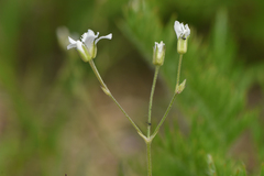 Eremogone capillaris