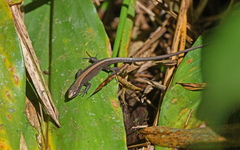 Pholidobolus vertebralis