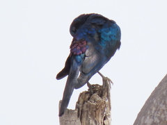 Lamprotornis australis