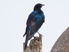 Lamprotornis australis