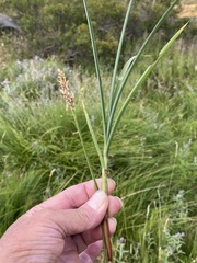 Carex flacca