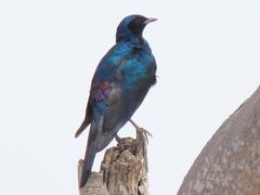 Lamprotornis australis