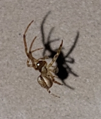 Zygiella x-notata