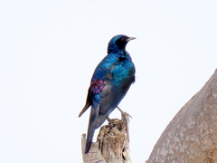 Lamprotornis australis