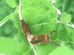Limenitidinae