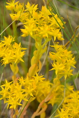 Sedum lanceolatum