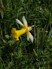 Narcissus pseudonarcissus