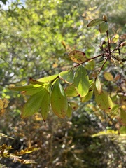 Rhododendron periclymenoides