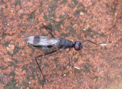 Taeniapterinae
