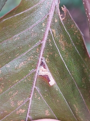 Stigmella tityrella