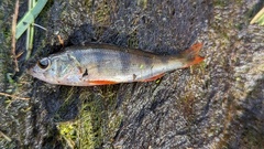 Perca fluviatilis