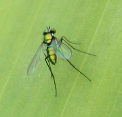 Chrysosomatini