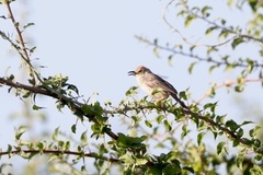 Cisticola
