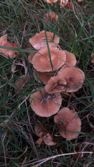 Marasmius oreades