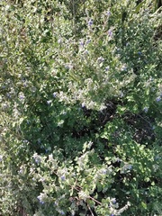 Salvia ballotiflora